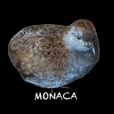 seko's profile picture