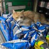 BodegaCatSleepingOnChips 的头像