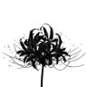 Lycoris's profile picture