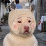 Profilbild von Daiwentao