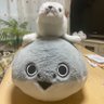 ピエドラ 的头像