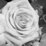 Elspeth FOXCROFT's profile picture