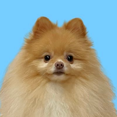 opomenokomugi's profile picture
