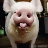 刁迈乎's profile picture