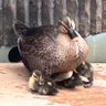 芋けんぴ profil fotoğrafı