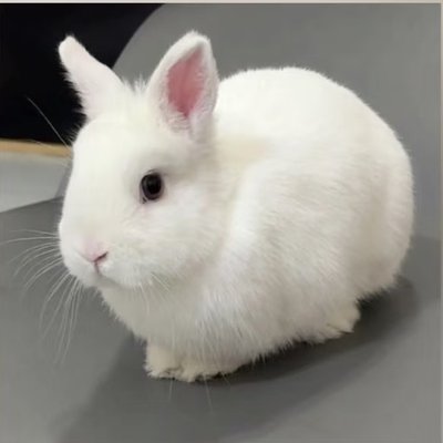 Xuyuantubeiyong's profile picture