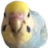 インコ姉さん's profile picture