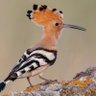 Bir İki Üç's profile picture