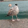 Фото профиля Koou