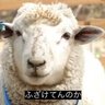 まねさん's profile picture