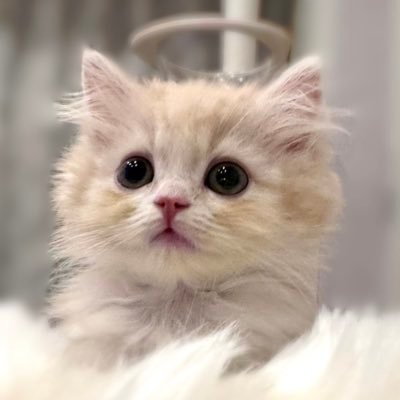 TororoNoMikata's profile picture