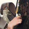 Almrri🇦🇪🇶🇦's profile picture
