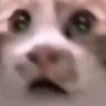 Profilbild von Bloid