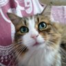 Profilbild von Perlina