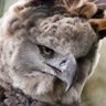 turkisng's profile picture