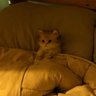 Bayi Mod Ana I's profile picture