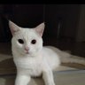 Ferit 的头像