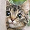 sirufiido profil fotoğrafı