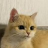 Пошлян Ленивцев profil fotoğrafı