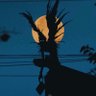 Noodi's profile picture