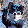 Profilbild von Arkis 🔜 Furpoc, MFF
