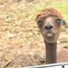 SomaliPirate's profile picture