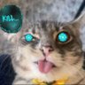 Wayl's profile picture