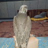 arabianfalcon arabianfalcon 的头像