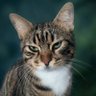 Фото профиля Kedi🐱