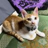 Shinji Furukawa profil fotoğrafı