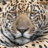 ジャガー、ボトムズ(最低やろう) profil fotoğrafı