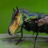 Beeber profil fotoğrafı