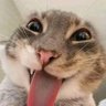 MeowMeow 的头像