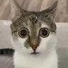 Tashka :3 的头像