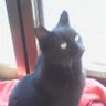 土屋豊 profil fotoğrafı