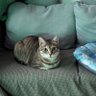 Spookie Meow's profile picture