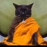 CatWithWifi profil fotoğrafı