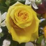 Фото профиля Sharon