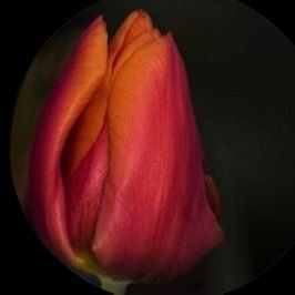 big_daddy_pyper's profile picture