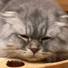 Profilbild von 猫型投資家