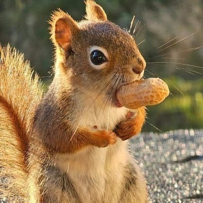 Rentayn's profile picture
