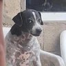 Pitoco 🔥 profil fotoğrafı