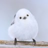 Profilbild von シマエナガ好きのエナガ