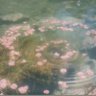 Фото профиля Sanoharuto