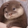 Puffin's profile picture