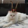 Profilbild von littlewink