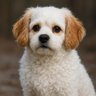 Penny R profil fotoğrafı