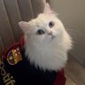 ❤️💙El Gato Blanco 🐾's profile picture