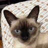Profilbild von Ivy