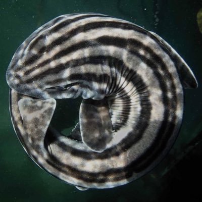 sylphillis's profile picture